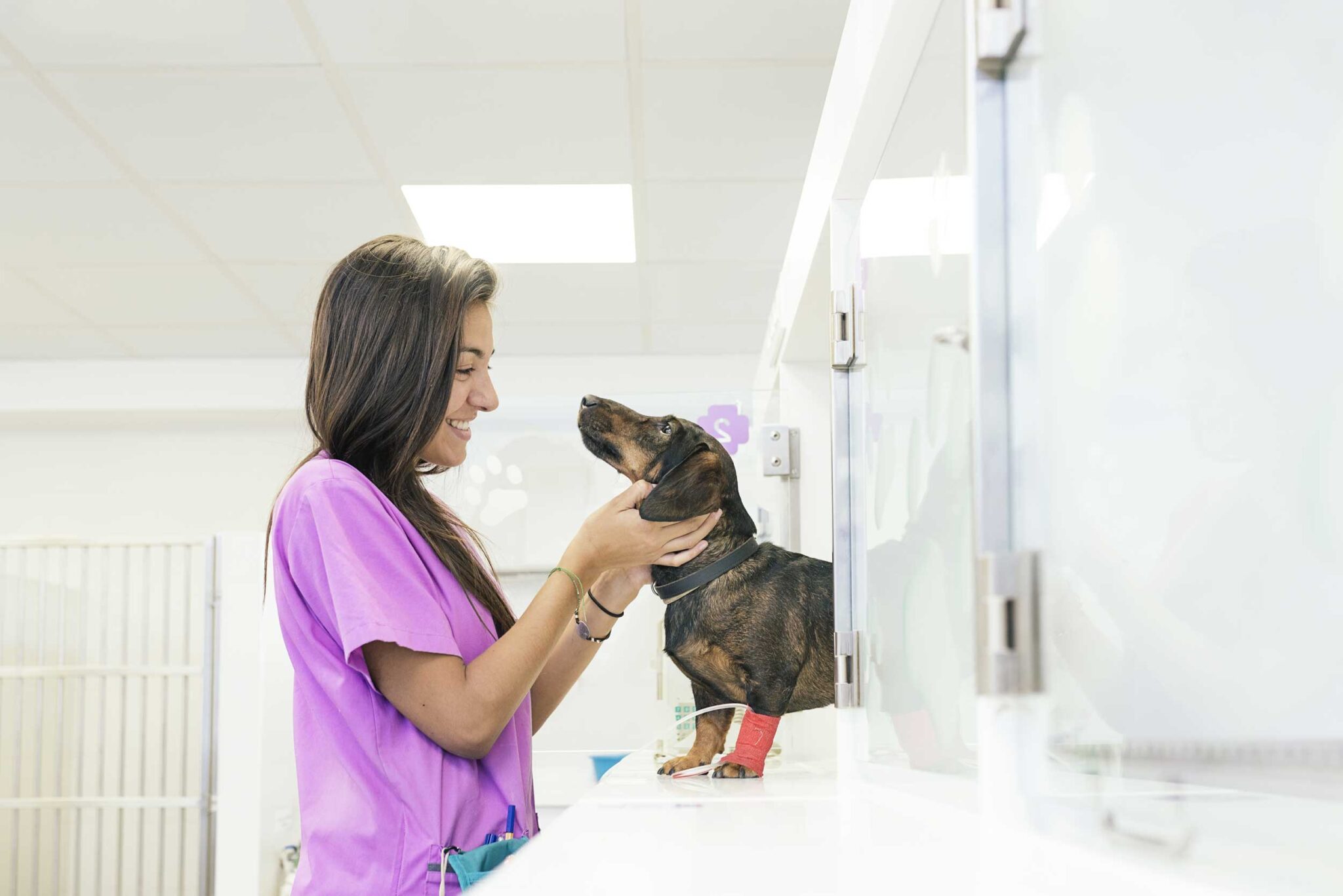 Top animal care career vet assistant 2048x1367 1