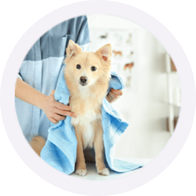 Animal & Pet Care