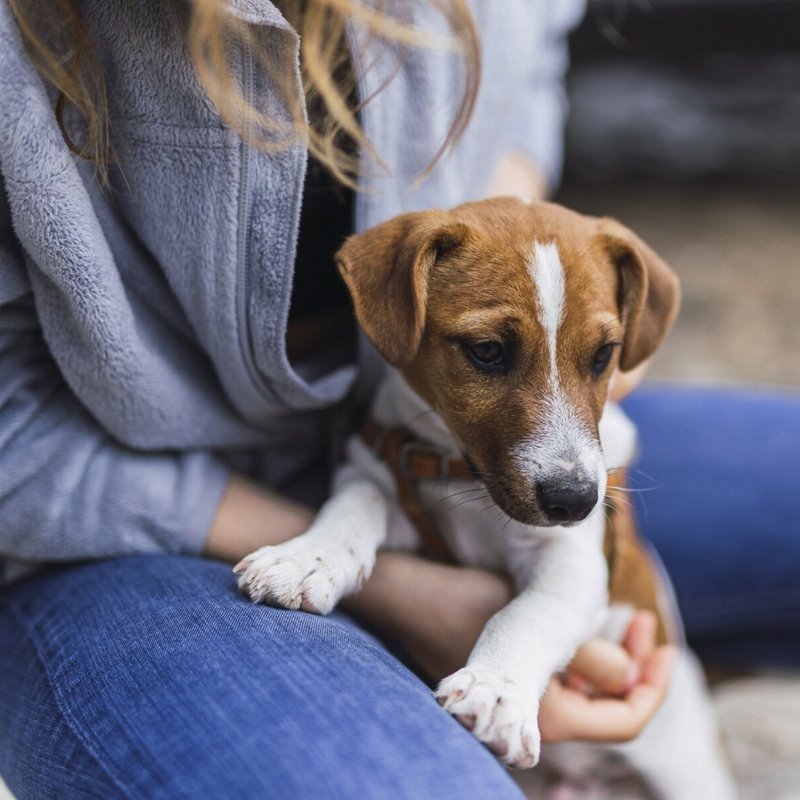 Certificate in Animal Welfare