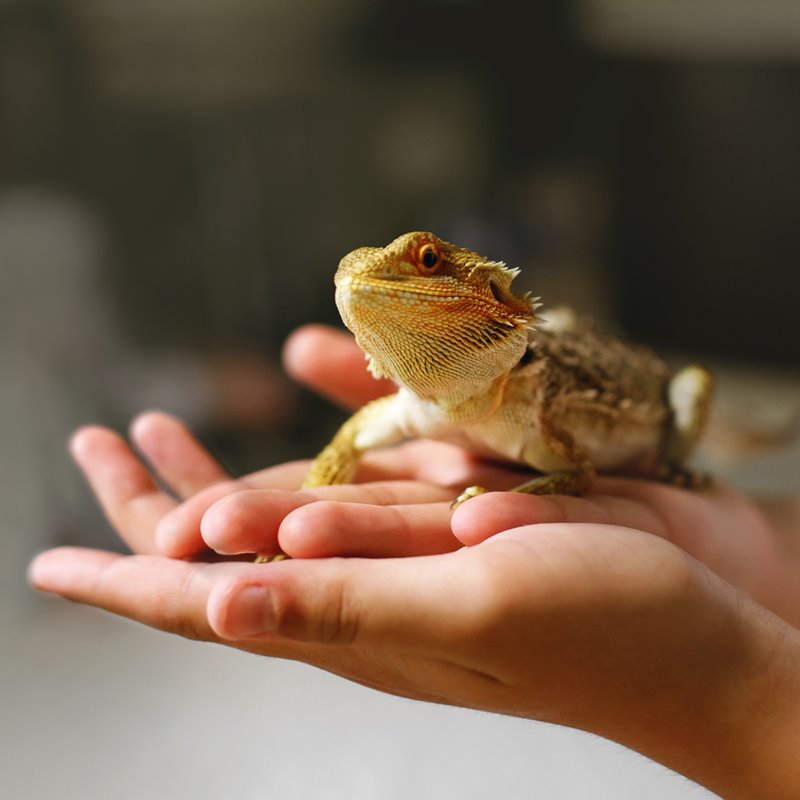 Certificate in Reptile Zoology