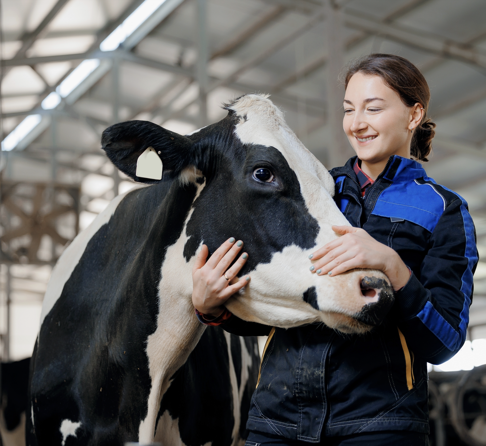 Certificate in Beef and Dairy Farming